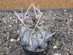Astrophytum niveum pot 5,5 cm - 12412093