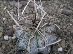 Astrophytum niveum pot 5,5 cm - 12412094