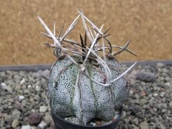 Astrophytum niveum pot 5,5 cm - 12412095