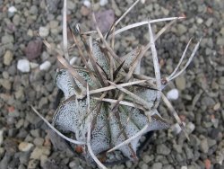 Astrophytum niveum pot 5,5 cm - 12412096