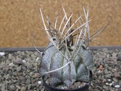 Astrophytum niveum pot 5,5 cm - 12412098