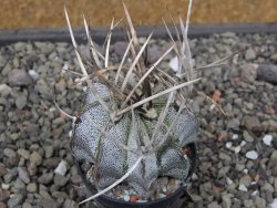 Astrophytum niveum pot 5,5 cm - 12412099