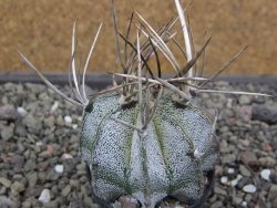 Astrophytum niveum pot 5,5 cm - 12412100