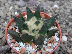 Ariocarpus scapharostrus Rayones, pot 5,5 cm - 12412101