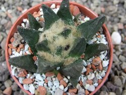 Ariocarpus scapharostrus Rayones, pot 5,5 cm - 12412103