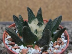 Ariocarpus scapharostrus Rayones, pot 5,5 cm - 12412104