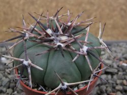 Echinocactus horizonthalonius RS 1038 La Trinidad SLP pot 5,5 cm - 12412107