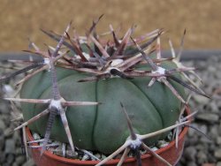 Echinocactus horizonthalonius RS 1038 La Trinidad SLP pot 5,5 cm - 12412108