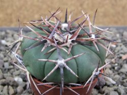 Echinocactus horizonthalonius RS 1038 La Trinidad SLP pot 5,5 cm - 12412110