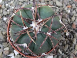 Echinocactus horizonthalonius RS 1038 La Trinidad SLP pot 5,5 cm - 12412111