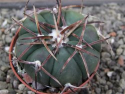 Echinocactus horizonthalonius RS 1038 La Trinidad SLP pot 5,5 cm
