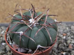Echinocactus horizonthalonius RS 1038 La Trinidad SLP pot 5,5 cm - 12412113