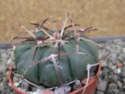 Echinocactus horizonthalonius RS 1038 La Trinidad SLP pot 5,5 cm - 12412114