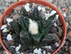 Ariocarpus fissuratus hintonii Matehuala pot 5,5 cm Cites IA - 12412116