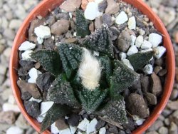Ariocarpus fissuratus hintonii Matehuala pot 5,5 cm Cites IA - 12412117
