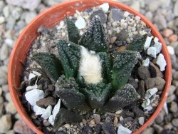 Ariocarpus fissuratus hintonii Matehuala pot 5,5 cm Cites IA - 12412120