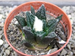 Ariocarpus fissuratus hintonii Matehuala pot 5,5 cm Cites IA
