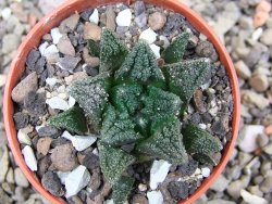 Ariocarpus fissuratus hintonii Matehuala pot 5,5 cm Cites IA - 12412122