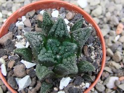 Ariocarpus fissuratus hintonii Matehuala pot 5,5 cm Cites IA