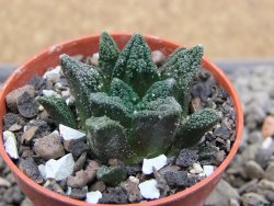 Ariocarpus fissuratus hintonii Matehuala pot 5,5 cm Cites IA - 12412125