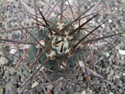 Gymnocalycium armatum LH1431 Pajcho centro, Tarija, pot 5,5 cm - 12412126