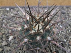 Gymnocalycium armatum LH1431 Pajcho centro, Tarija, pot 5,5 cm - 12412127