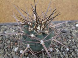 Gymnocalycium armatum LH1431 Pajcho centro, Tarija, pot 5,5 cm