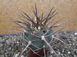 Gymnocalycium armatum LH1431 Pajcho centro, Tarija, pot 5,5 cm - 12412129