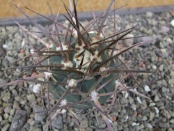 Gymnocalycium armatum LH1431 Pajcho centro, Tarija, pot 5,5 cm - 12412130