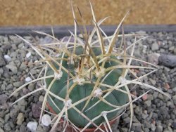 Gymnocalycium armatum, pot 5,5 cm - 12412131