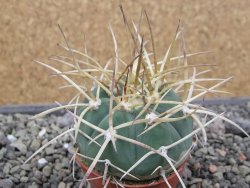 Gymnocalycium armatum, pot 5,5 cm
