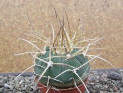 Gymnocalycium armatum, pot 5,5 cm - 12412133