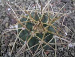 Gymnocalycium armatum, pot 5,5 cm - 12412135