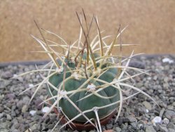 Gymnocalycium armatum, pot 5,5 cm - 12412137