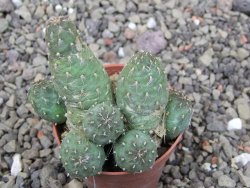 Tephrocactus subteraneus Quiaca, pot 5,5 cm - 12412139