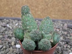 Tephrocactus subteraneus Quiaca, pot 5,5 cm