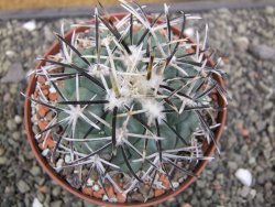 Coryphantha poselgeriana valida El Hundido květináč 10,5 cm - 12412144
