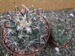 Coryphantha poselgeriana valida El Hundido květináč 10,5 cm - 12412147