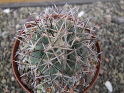 Coryphantha poselgeriana valida El Hundido květináč 9 cm - 12412149