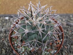 Coryphantha poselgeriana valida El Hundido květináč 9 cm - 12412150