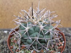 Coryphantha poselgeriana valida El Hundido květináč 9 cm - 12412151