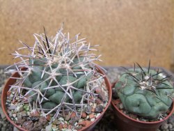 Coryphantha poselgeriana valida El Hundido květináč 9 cm - 12412153