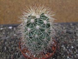 Echinocereus coccineus, květináč 6,5 cm