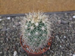 Echinocereus coccineus, květináč 6,5 cm - 12412160
