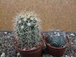 Echinocereus coccineus, květináč 6,5 cm - 12412163