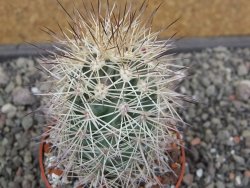 Echinocereus coccineus, květináč 6,5 cm - 12412166