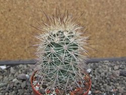 Echinocereus coccineus, květináč 6,5 cm - 12412167