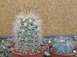 Echinocereus coccineus, květináč 6,5 cm - 12412169