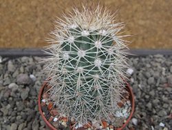 Echinocereus coccineus, květináč 6,5 cm