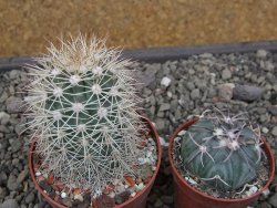 Echinocereus coccineus, květináč 6,5 cm - 12412175